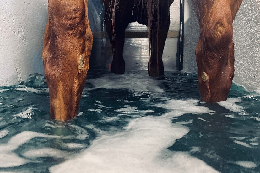 Complete Equine Performance - Cold Water Spa