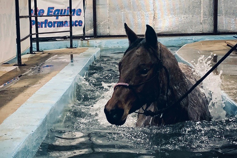 Complete Equine Performance - Swimming Pool