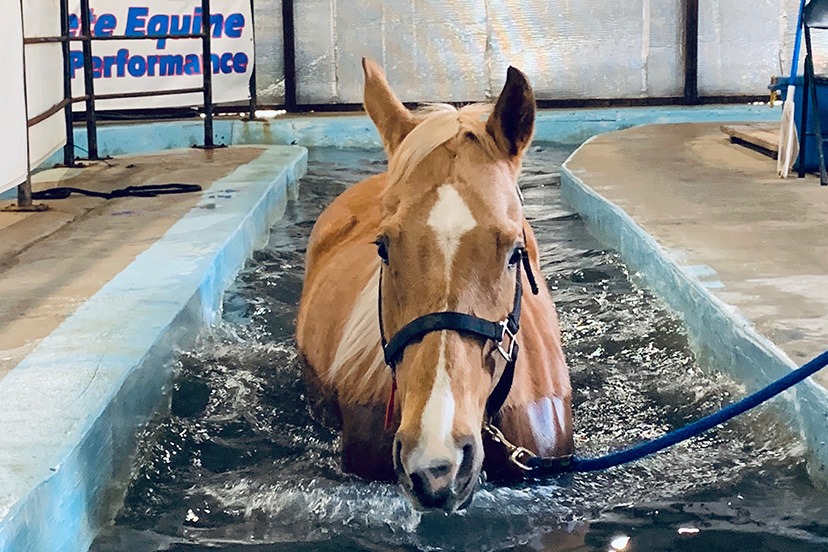 Complete Equine Performance - Swimming Pool