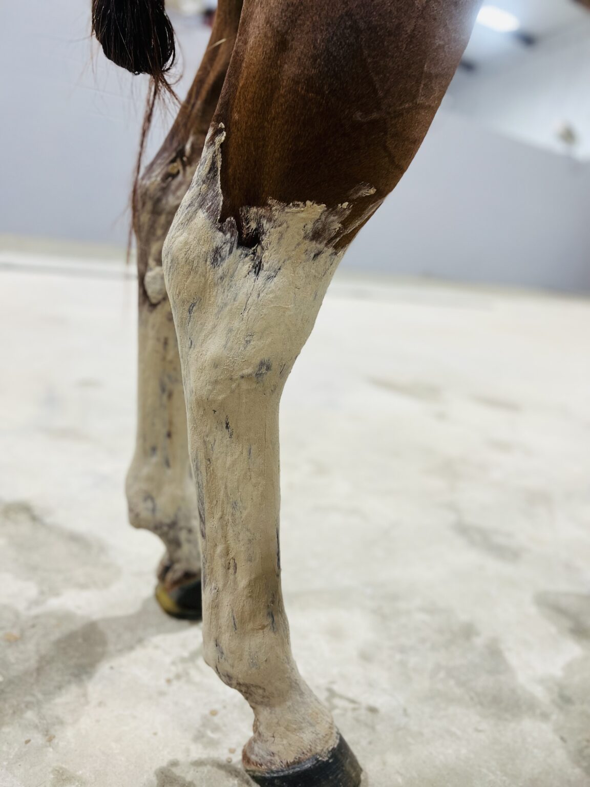 CEP Kool & Tight Complete Equine Performance